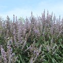 Vitex agnus-castus fleur